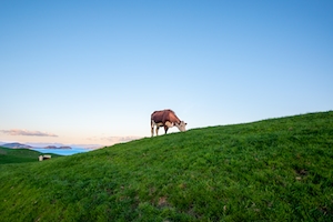 корова пасется на зеленом холме 