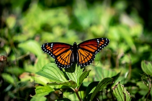 оранжевая бабочка на фоне зеленых растений 