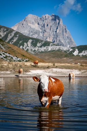 корова купается в озере на фоне гор 