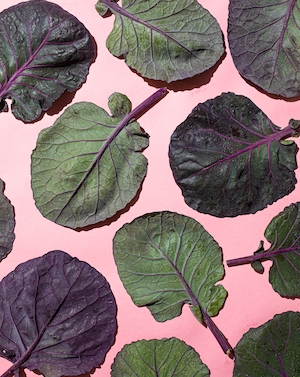 листья салата мангольд на розовом фоне