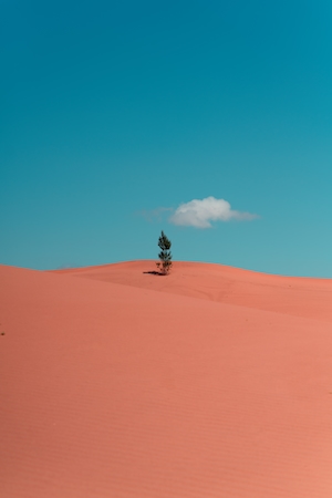 песчаная дюна, пески в пустыне, пейзаж в пустыне, одинокое дерево в пустыне 