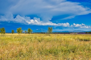 панорама сельской местности днем, зеленые поля и деревья 