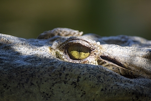 крупным планом глаз крокодила