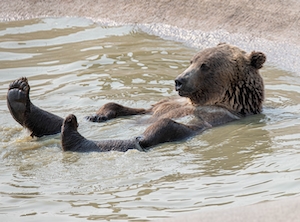 бурый медведь купается в воде 