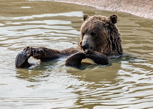 бурый медведь купается в озере 