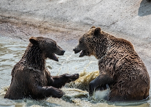 два медведя борются в воде 