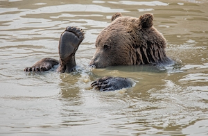 бурый медведь плавает в воде 