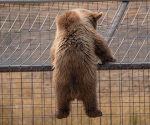 медвежонок карабкается на клетку, фото со спины 