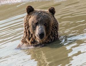 бурый медведь в воде в дикой природе, крупный план 