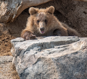 бурый медведь отдыхает на камне 