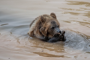 бурый медведь плавает в воде, крупный план 