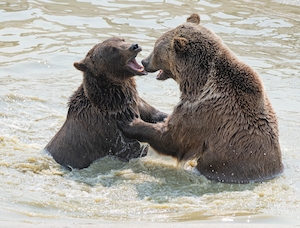 два бурых медведя борются в воде 