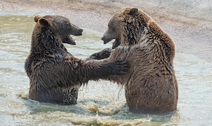 два бурых медведя купаются в воде 
