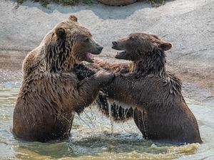 два медведя борются в воде