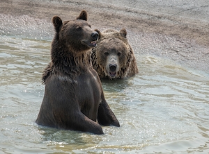 бурые медведи в воде в дикой природе