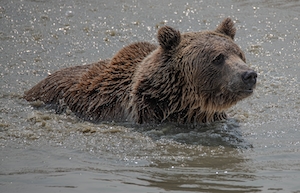 бурый медведь плывет по воде, крупный план 