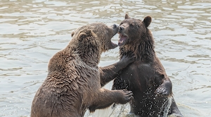 два бурых медведя дерутся в воде 