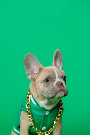 Собака в зеленом