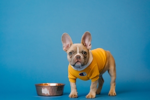 собака в желтой кофте рябом с металлической миской на синем фоне 