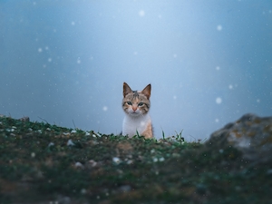 Кошка на природе, смотрит в кадр, фото снизу 