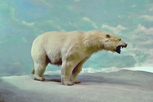 Диорама белого медведя в Музее естественной истории в Мехико