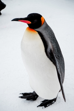 Снежный пингвин на Хоккайдо, Япония