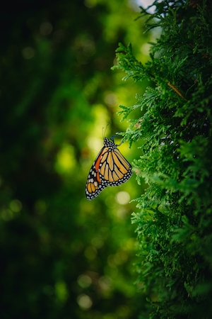 бабочка-монарх на хвойном дереве 