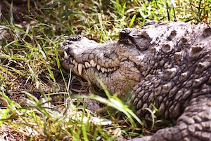 Крокодил, спрятавшийся в траве.