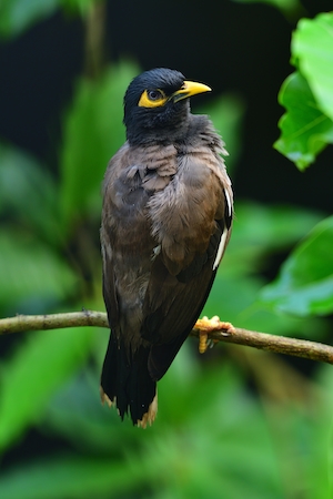 темно-коричневая птица на ветке, крупный план 