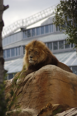 лев сидит на фоне здания 