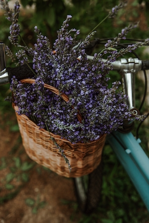 Прекрасные лавандовые цветы, плетеная корзина, велосипед