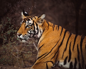 тигр, крупный план, фото сбоку 