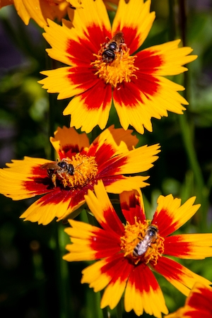 Потовые пчелы собирают пыльцу с золотистых и бронзовых кореопсисов в саду