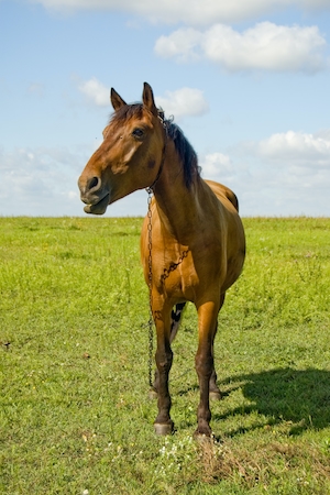 коричневая лошадь на зеленом поле 