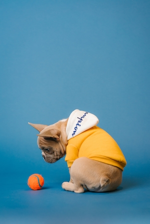маленькая собака в желтой кофте смотрит на оранжевый мячик 