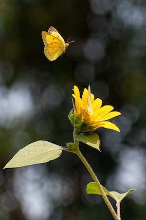 желтая бабочка у желтого цветка 