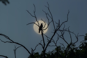 птица на ветке на фоне полной луны 