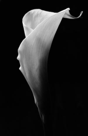 Алькатрас, белый цветок на черном фоне 
