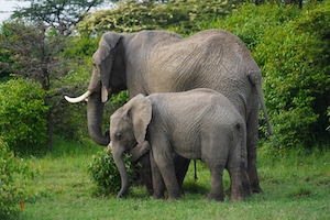 слониха со слоненком в окружении зеленых растений 