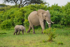 слониха и слоненок гуляют по зеленому парку 