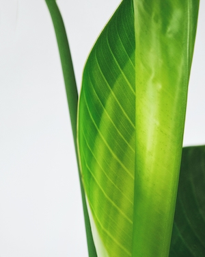 Студийный снимок листа растения фикус 