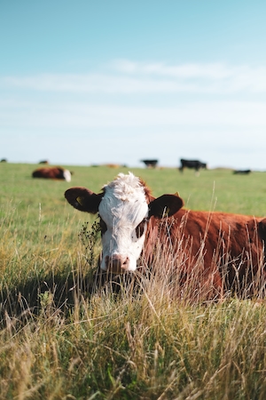 корова лежит на поле, смотрит в кадр, крупный план 