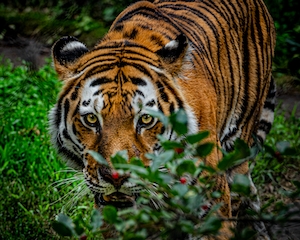 тигр в окружении растений, смотрит в кадр, крупный план 
