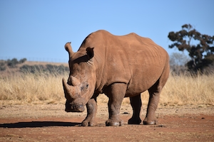 носорог стоит на песчаной дороге 