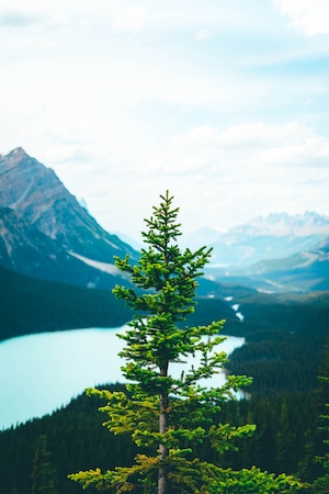 горное озеро, хвойный лес в предгорье на заднем плане, фото высокой зеленой ели на фоне гор 