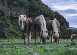 Три исландских коня едят траву на поле 