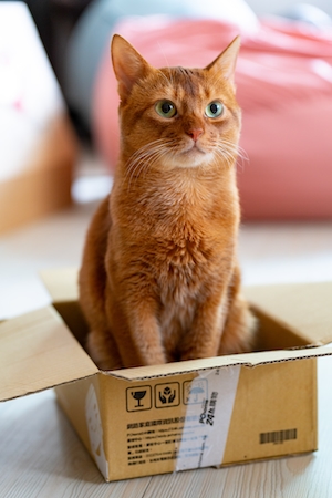 Рыжий кот сидит в картонной коробке 