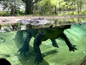 Крокодил в воде, крупный план, вид через стекло аквариума 