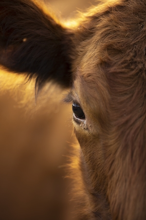 макро-фотография коричневой коровы