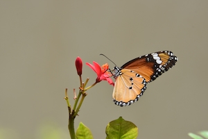 коричневая бабочка у маленького алого цветка 